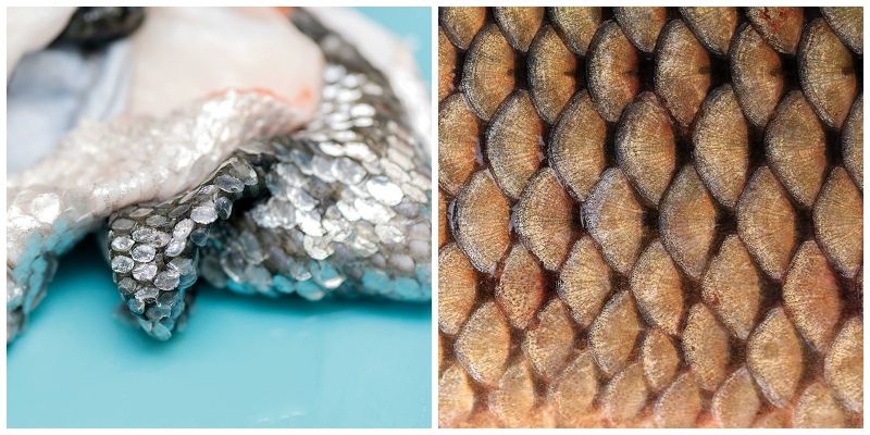 chiết xuất Collagen từ da cá